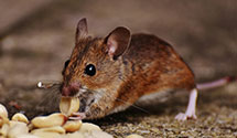 24 Hour & Emergency Exterminators in Buffalo Creek, CO